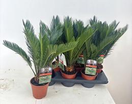 Kambarinis augalas, cikas "Revoluta", vazonėlio skersmuo 15 cm.
