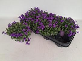 Daugiametė gėlė, katilėlis, vazonėlio skersmuo 12 cm.