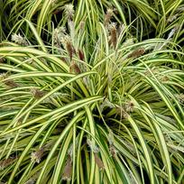 Lauko augalas viksva, Ø 9, 30 cm, lot. Carex mix