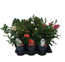Lauko augalas krūminė rožė, Ø 17, 40 cm, lot. Rosa bush mix