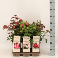 Lauko augalas rožė, Ø 17, 35 - 50 cm, lot. Rosa Parfum de Nature mix
