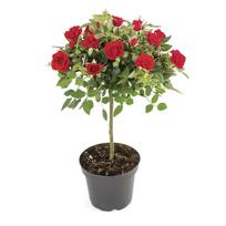 Lauko augalas rožė, Ø 17, 75 cm, lot. Rosa mix climbing Basics