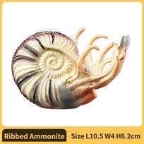 Nautilus amonoido figūrėlė Plastikinis modelis - Smagus mokomasis žaislas, skirtas berniukams, mergaitėms ir vaikams nuo 18 mėn. Nautilus