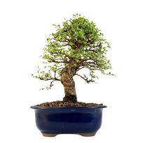 Japoniška Guoba (Cork bark Ulmus Parvifolija)  P18