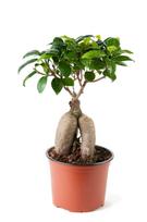 Vazoninis augalas bonsas, Ø 16, 45 cm, lot. Bonsai Araucaria Cunninghamii