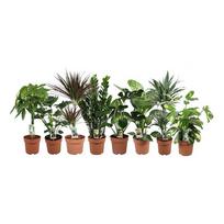Vazoninis augalas sansevjera, Ø 14, 40 cm, lot. Sansevieria Silver Flame