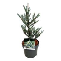 Lauko augalas Japoninė skėtinė pušis, Ø 19, 30 cm, lot. Sciadopitys verticillata