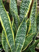 Vazoninis augalas sansevjera, Ø 14, 40 cm, lot. Sansevieria Silver Steel