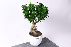 Vazoninis augalas bonsas, Ø 14, 25 cm, lot. Bonsai Juniperus chinensis Cascade