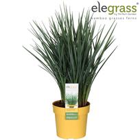 Lauko augalas Figmedis, Ø 15, 45 cm, lot. Ficus carica prec. de Dalmatie