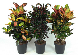 Vazoninis augalas krotonas, Ø27, 90 - 100 cm, lot. CODIAEUM
