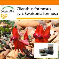 SAFLAX - Sodas maiše - Sturt's Desert Pea - 20 sėklų - Su substratu tinkamame stovimame maišelyje - Clianthus formosus