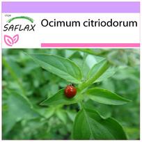 SAFLAX - Citrininis bazilikas - 200 sėklų - Ocimum citriodorum