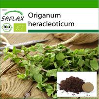 SAFLAX - Ekologiškas - Raudonėlis - 1500 sėklų - Su vazonų substratu geresniam auginimui - Origanum heracleoticum