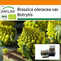 SAFLAX Sodas maiše – Ekologiški – Žiediniai kopūstai – Romanesco – 50 sėklų – Su substratu tinkančiame stovinčiame maišelyje – Brassica oleracea