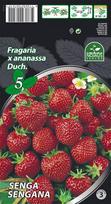 Braškių daigai (frigo) Senga Sengana, 5 vnt. pakuotėje