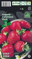 Braškių daigai (frigo) Vima® Xima, 3 vnt.