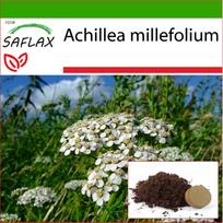 SAFLAX - Paprastoji kraujažolė - 200 sėklų - Su vazoniniu substratu geresniam auginimui - Achillea millefolium