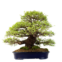 Japoniška Guoba (Cork bark Ulmus Parvifolija)  P40