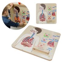 Kvėpavimo sistemos ugdymo taryba MASTERKIDZ Montessori