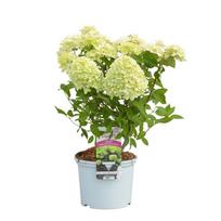 Dekoratyvinis krūmas, hortenzija šluotelinė, vazonas 5 l.