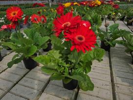 Lauko gėlė, gerbera, vazonėlio skersmuo 12 cm.