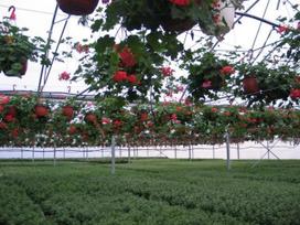 Vienmetė gėlė, pelargonija svyranti, vazonėlio skersmuo 19 cm.