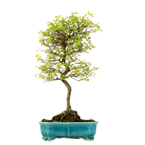 Japoniška Guoba (Cork bark Ulmus Parvifolija)  P25