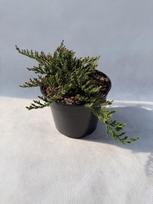 Spygliuotis, kadagys horizontalusis "Prince of Wales", vazonas 3 l.