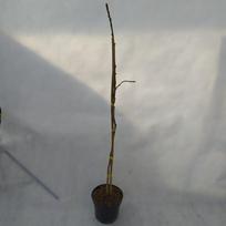Dekoratyvinis medis, dviskiautis ginkmedis "Saklinkent", aukštis 50 cm., vazonas 3 l.