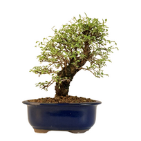 Japoniška Guoba (Cork bark Ulmus Parvifolija)  P18