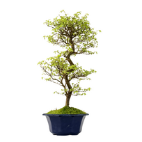 Japoniška Guoba (Cork bark Ulmus Parvifolija)  P18