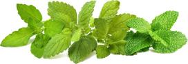 Click & Grow - Plant Pods 9-Pack – Calming Tea Mix
