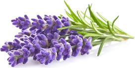 Click & Grow Click and Grow - Smart Garden Refill 3-pack - Lavender (SGR30X3)