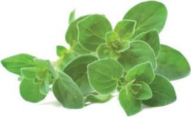 Click & Grow Click and Grow - Smart Garden Refill 3-pack Oregano