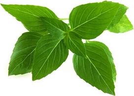 Click & Grow Click and Grow - Smart Garden Refill 3-pack Thai Basil