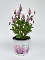Lauko augalas pūkuotasis uodegažiedis, daugiametis, Ø 13, 30 cm, lot. Ptilotus Joey