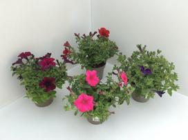 Lauko augalas petunija, Ø 12, 20 cm, lot. Petunia