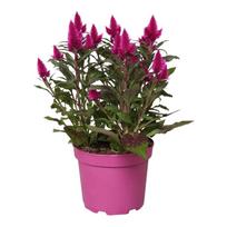 Lauko augalas celiozija, Ø 17, 42 cm, lot. Celosia Deep Purple