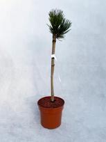 Spygliuotis, pušis baltažievė "Smidtii", aukštis 40-50 cm., vazonas 3 l.