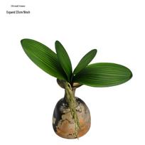 Phalaenopsis orchidėjos šilkinis lapas gėlių kompozicijoms