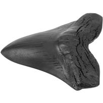 Namų dekoras Netikras kaulas Megalodono danties pavyzdys Ryklių modelis Žaislai Vitrinos dekoracija Vakarų drakonas 13.50X11.50X2.00CM juoda