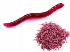 Artificial Worms Red Earthworm Dendrobena Muck 3.5 Cm 100X