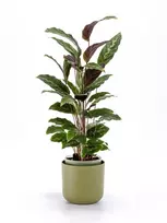URBALIVE TOLITA apvalus savaiminio laistymo vazonas, 19 cm, žalias