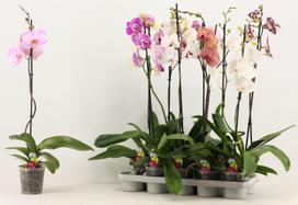 Gėlė vazone orchidėja Mix, 40 - 50 cm, ø12 cm, (spalva/dizainas parenkami atsitiktine tvarka)