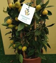 SALDUS CITRONAS / Citrus Limetta 10 ŠVIEŽIŲ SĖKLŲ-