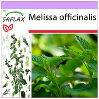 SAFLAX - Melisa - 150 sėklų - Melissa officinalis
