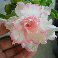5 ADENIUM OBESUM sėklos „Rožinės“ Dykumos rožė  šviežios sėklos