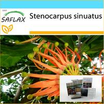 SAFLAX - Dovanų rinkinys - Firewheel Tree - 20 sėklų - Su dovanų dėžute, kortele, etikete ir vazono substratu - Stenocarpus sinuatus