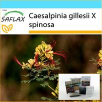 SAFLAX Dovanų rinkinys – Povo krūmas – 10 sėklų – Su dovanų dėžute, kortele, etikete ir vazono substratu – Caesalpinia gilllesii
